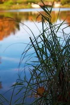 grass by the lake, autumn