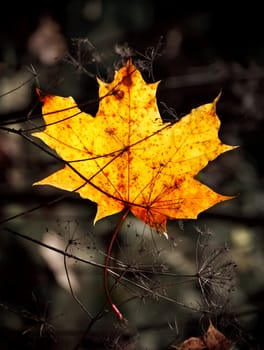 autumn mapple leaf in grass