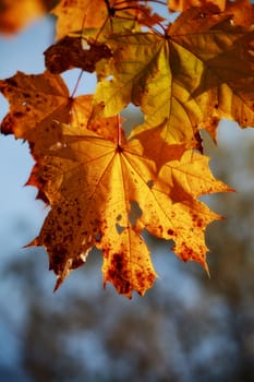 autumn maple leaves branch
