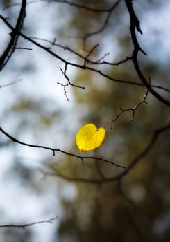 lonely aspen autumn leaf