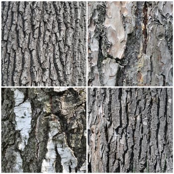 Bark of old trees of the Central Russian: oak, pine, birch, poplar