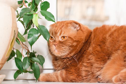 A scottish fold cat sitting on a windowsill between houseplants
