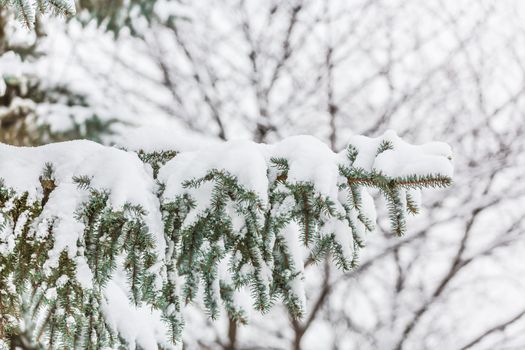  Pungens cone .Green Christmas tree covered with snow. Monreal . Canada