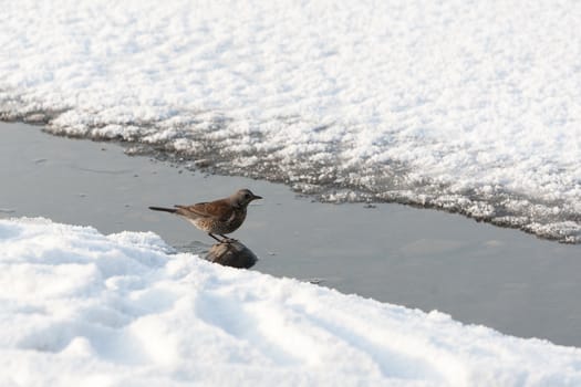 Fieldfare Turdus pilaris wintering in Russia in the south of Western Siberia