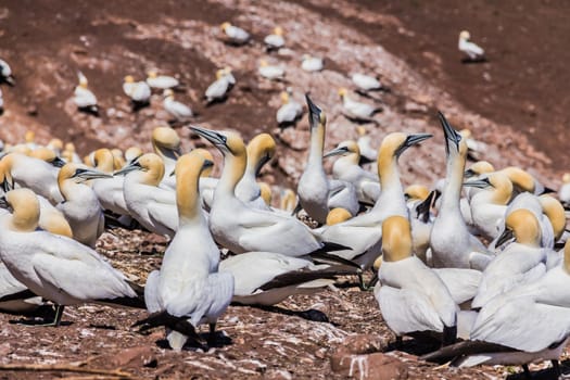  Northern Gannet Colony in Bonaventure Island in Gaspesie, Quebec, Canada