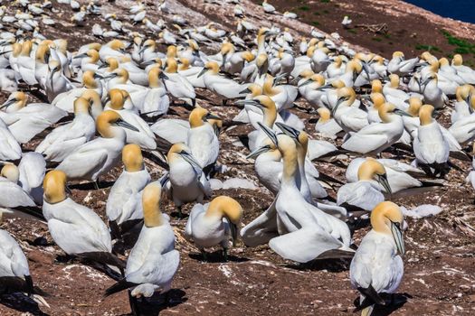  Northern Gannet Colony in Bonaventure Island in Gaspesie, Quebec, CanadaNorthern Gannet Colony