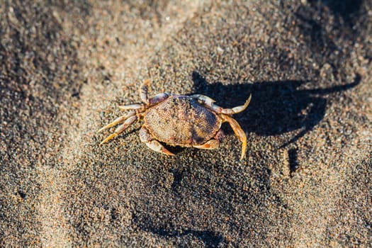 Crab on sand on a beach, beside a sea