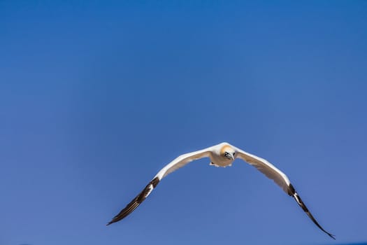 A Flying Northern Gannet near her colony on Bonaventure Island in Gaspesie, Quebec, Canada