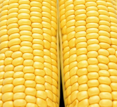 Background corn or texture