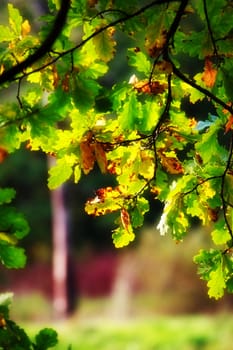 autumn oak leaves branch