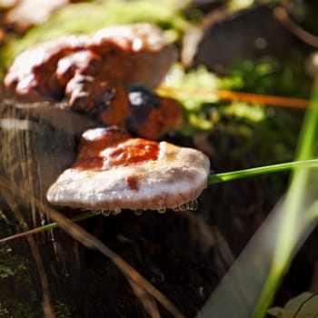 tree fungus in autumn forest