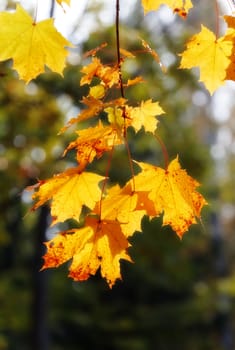 autumn maple leaves branch