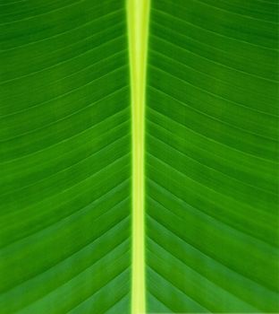Texture of a green leaf background or texture