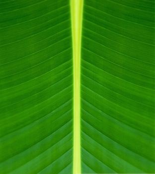 Texture of a green leaf background or texture