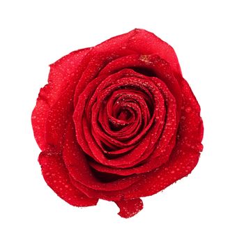 single dark red rose top view isolated on white