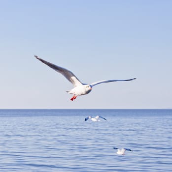 seagull flying on blue sky and sea