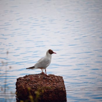 seagull sitting on a rock against the sea