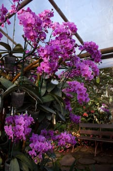 Pink Orchids in garden