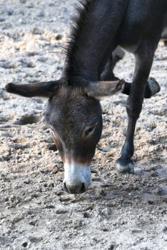 Donkey or ass, domesticated member of the Equidae or horse family