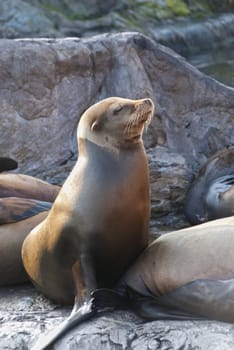 Sea lion sitting on stoes and enjoing sun