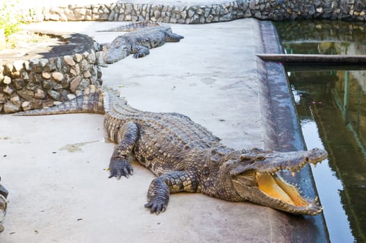 Dangerous crocodile open mouth