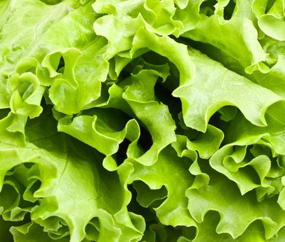 fresh green lettuce leaves close up background