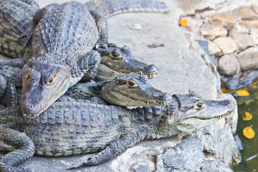 young crocodiles watching