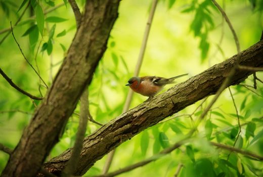 forest finch on a branch of tree