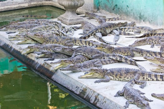 young crocodiles resting