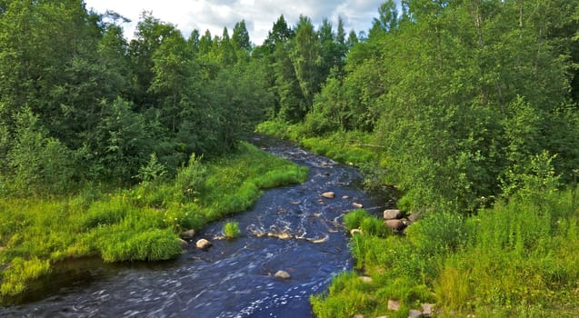 rough river in forest at summer day