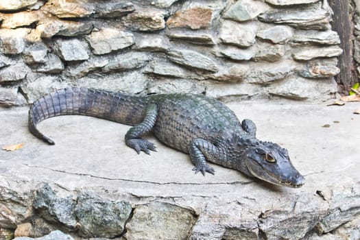 young crocodile