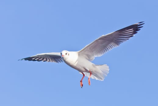 seagull flying on blue sky