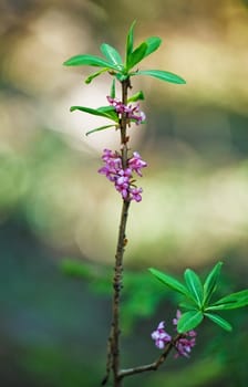 daphne mezereum sprout in bloom at springtime