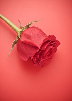 single dark red rose close up, on red background