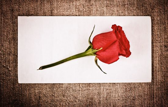 red rose on old canvas and blank envelope, template