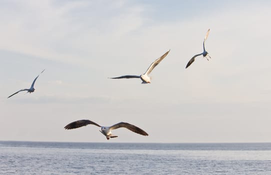 seagull flying on blue sky and sea