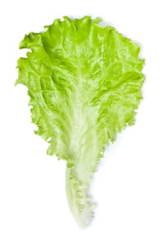 fresh green lettuce leaf isolated on white