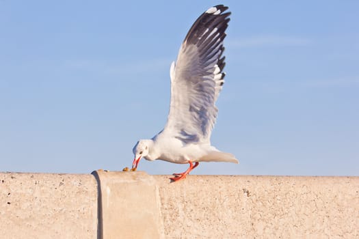 seagull eating on concrete bridge