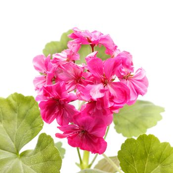 pink geranium flower isolated on white background