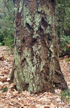 Old tree trunk and moss growth, Portland OR.