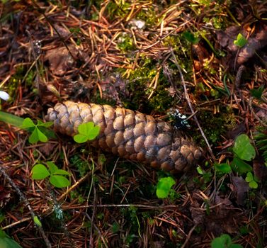 brown fir cone on ground in forest