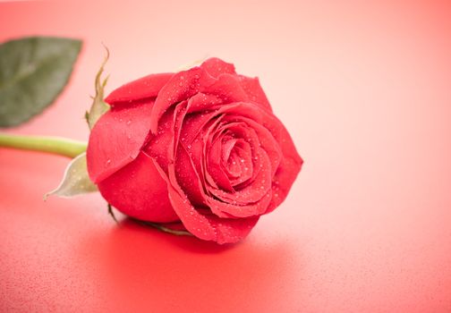 single dark red rose close up, on red background