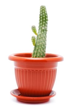 green cactus in brown pot, isolated on white
