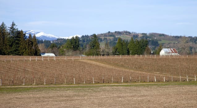 Rural Oregon raspberry field farms.