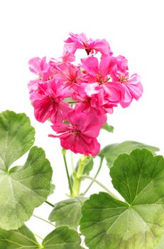 pink geranium flower isolated on white background