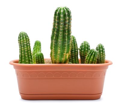 green cactus in brown pot, isolated on white