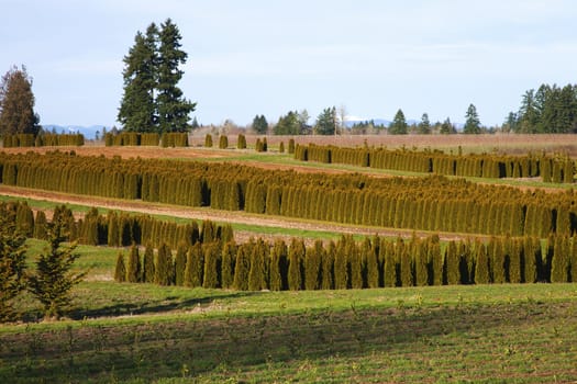 Pine trees farm and field, rural Oregon.