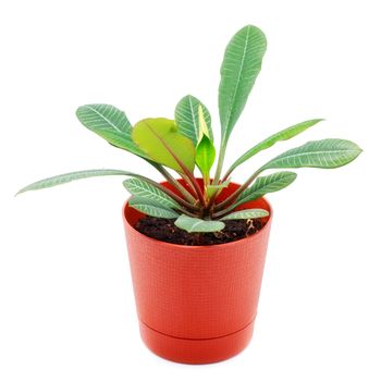 home plant in pot isolated on white