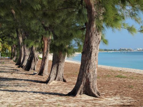 Casuarina trees lining Seven mile Beach on Grand Cayman in the Cayman Islands