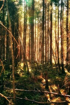 summer pine tree forest at sunny day